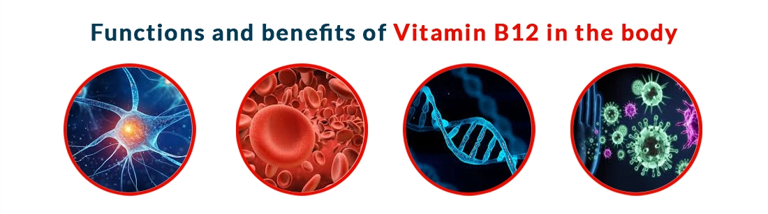 Functions and Benefits of Vitamin B12 in the Body
